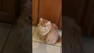 🐈Запомните shortvideo cat catlover cute comedy [upl. by Annis]