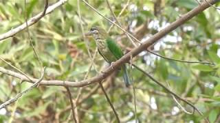 White Cheeked Barbet Call [upl. by Warder912]