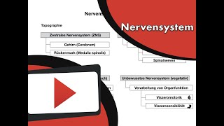 Nervensystem Klassifikation wwwclipdocsde [upl. by Lynnette]