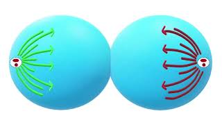 Mitotic Cell Division Explained Phases Process and Importance in Biology [upl. by Jahn]