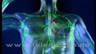 HGL 025 Lymphsystem  SD PAL  HGL 025 lymphatic system  SD PAL [upl. by Aital754]