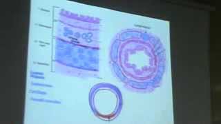 Dr Gihan Trachea Till The Alveoli 9102013 [upl. by Nnylesor]