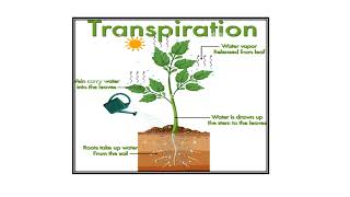 Respiration in Plants Video No 479 [upl. by Arad605]