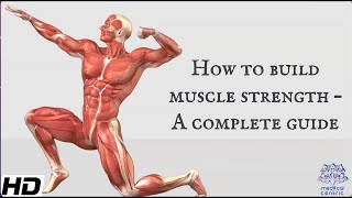 How To Build Muscle Strength A Complete Guide [upl. by Enomis]