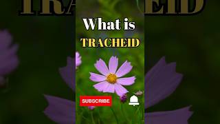 What is Tracheids shorts facts biology [upl. by Reider]