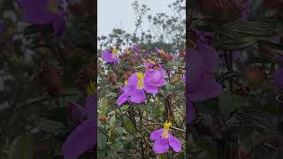 අක්මාවට ගුණ දෙන හීන් බෝවිටියා  Endemic plant Osbeckia octandra herbalmedicine herbalplants fyp [upl. by Yrffej]