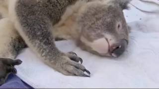 Koala Bear  Life of Koala Documentary [upl. by Prebo]