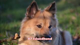 Nordische Hunde komplettNordic dogs completely [upl. by Arad944]