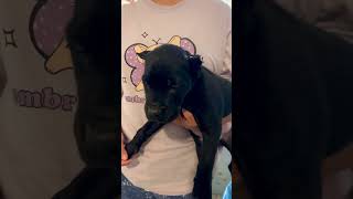 Cane Corso puppies available [upl. by Felty483]