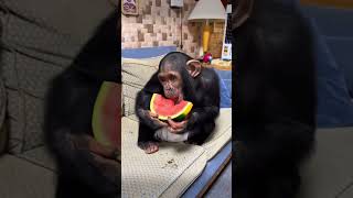 Emotional chimpanzee shortvideo animals healing shorts pets [upl. by Atihana802]