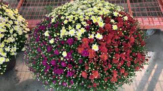 Costco Mums Plants Chrysanthemums Flowering Plants Store Canada Vaughan Toronto [upl. by Etta]