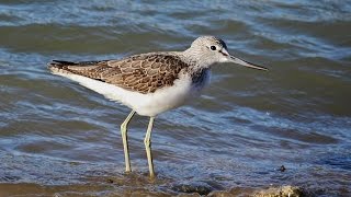 Common greenshank Tringa nebularia Gunnerus 1767 Πρασινοσκέλης  Cyprus [upl. by Calisa531]