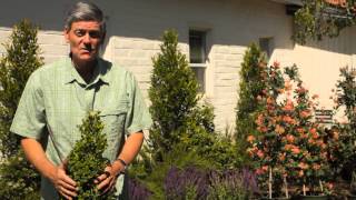 Winter Protection for Boxwood  Garden Savvy [upl. by Nesrac]