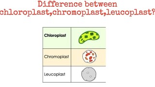 Difference between chloroplast chromoplast leucoplast biology [upl. by Asfah]