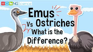 Emus Vs Ostriches – What is the Difference [upl. by Ggerc731]