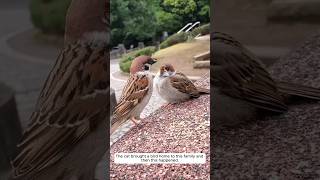 The cat brought a bird home to this family and then this happened animalshorts shortvideo [upl. by Shiri845]