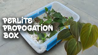 Does perlite propagation even work pros amp cons [upl. by Kaycee]