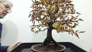 BonsaiRohlingHainbuche Carpinus betulus [upl. by Anyt]