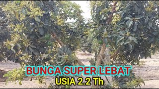 TOOPP USIA 2 2 Th BUNGA LEBAT [upl. by Lemrej889]