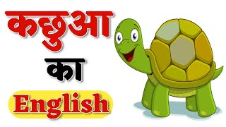 कछुआ को इंग्लिश में क्या कहते हैं  Kachhua Ko English Mein Kya Kahate Hain [upl. by Dorrahs]