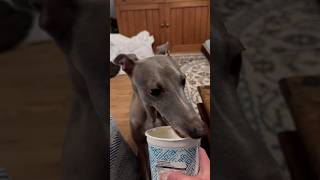 Whippet enjoying some yogurt 🥹 [upl. by Eisak863]