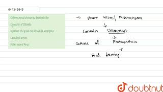 Chlorenchyma is known to develop in the  12  ANATOMY OF FLOWERING PLANTS  BIOLOGY  AAKASH [upl. by Nohtiek]