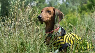 Dachshund Home Videos Heartwarming and Funny Moments with Wiener Dogs [upl. by Darrin]