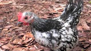 8 12 week old Serama chickens in runs [upl. by Aldora285]