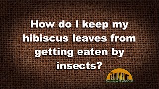 QampA – How do I keep my hibiscus leaves from being eaten by insects [upl. by Dredi590]