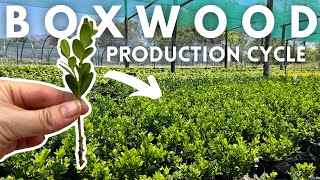 Easy Boxwood Buxus Propagation from Stem Cuttings for profit  How to Grow Boxwoods [upl. by Blalock]