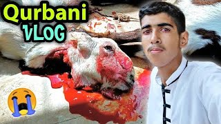 Bakra Eid Vlog 2022 🔥 Qurbani Vlog 😎 Ibrahim Asim Vlogs [upl. by Timon]