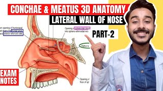 Conchae and meatus anatomy  Nerve and blood supply of lateral wall of nose anatomy [upl. by Yauqaj]