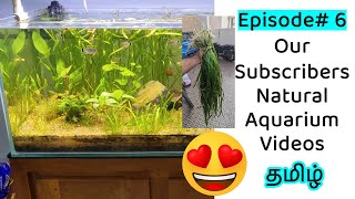 🐠☘️ Subscribers Video Episode 6 Natural fish Tank Tamil No cleaning  Zero Cost Substrate Model [upl. by Courtnay190]