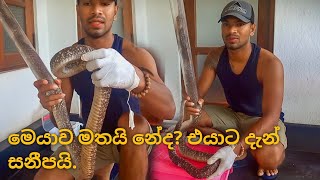 ළිඳෙන් ගොඩගත් නාගයාට හොඳටම සුවයි helperforsnake [upl. by Kirschner338]