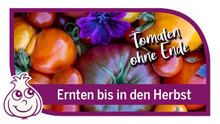 10 Tipps für gesunde Tomaten und eine lange Ernte bis in den Herbst [upl. by Skiba]