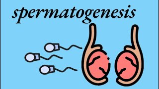 General embryology  spermatogenesis 🙆‍♂️ [upl. by Lilybel998]