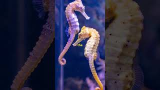 Are Seahorses the Most Fascinating Creatures in the Ocean [upl. by Searby]