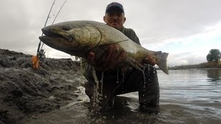 How To Fillet amp Package a Wild King Salmon Chinook [upl. by Crutcher]