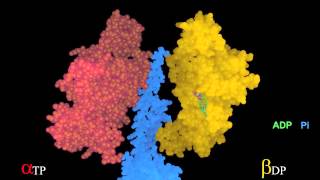 Rotating γsubunit imposes conformational states on a βsubunit [upl. by Ymrej]