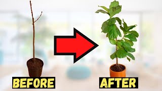 Is your Fiddle Leaf Fig DYING Follow this tips ASAP to save it [upl. by Aihtak126]