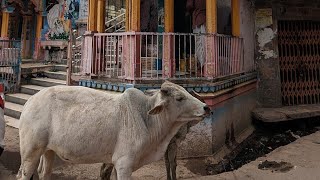 Udaipur e gli animali in giro India [upl. by Drexler]