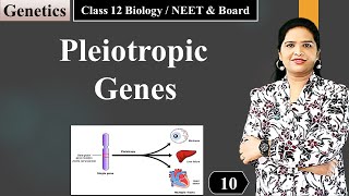 Pleiotropy  Genetics NCERT Class 12 Biology [upl. by Orlene986]