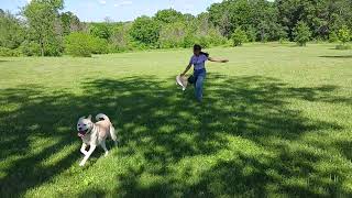 Barfy at Minooka dog park [upl. by Ennirak]