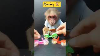 Monkey Wale cartoon youtubeshorts [upl. by Losyram67]