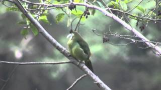 Birds of Peru Bluebanded toucanet Aulacorhynchus coeruleicinctis [upl. by Layney]