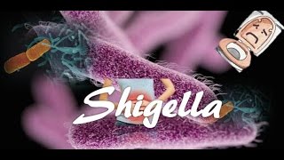 Shigella [upl. by Ennaihs960]