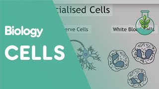 Intro To Cells Animals amp Plants  Cells  Biology  FuseSchool [upl. by Ellemrac]