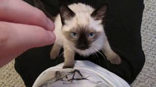 Siamese Kitten LOUDEST Purring [upl. by Constance]