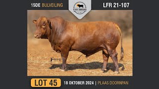 Lot 45  Vlakte Bonsmara Bulveiling  18 Okt 2024 [upl. by Wanda51]