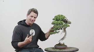 Procumbens Bonsai Spring Work [upl. by Hakvir]